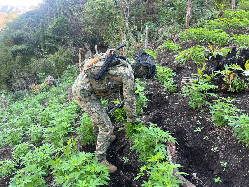 Marina destruye 15 plantíos de mariguana en Nayarit - destruccion-de-plantios-de-mariguana-en-nayarit-1024x768