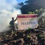 Marina destruye 15 plantíos de mariguana en Nayarit