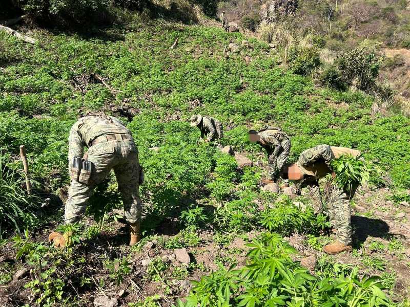 Marina destruye 15 plantíos de mariguana en Nayarit - marinos-destruyen-plantios-de-mariguana-en-nayarit-1024x768